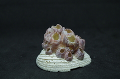 Megabalanus
