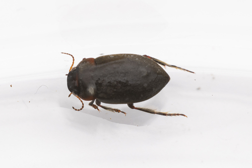 Deronectes moestus