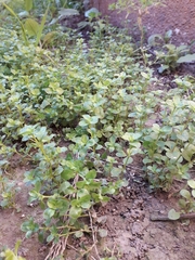 Polycarpon tetraphyllum tetraphyllum