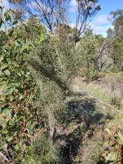 Hakea carinata