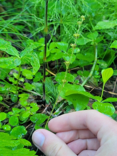 naked bishop's cap