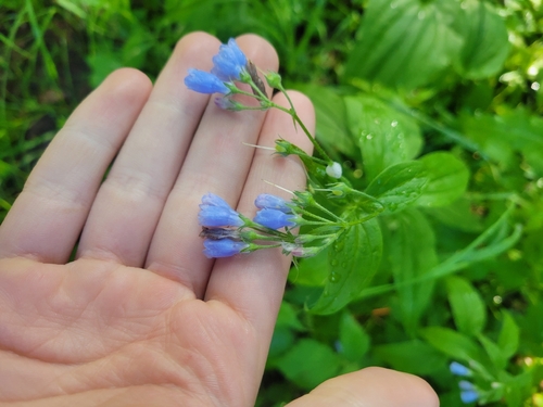 Tall Bluebell