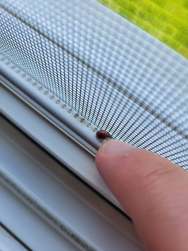 Two-spotted Lady Beetle