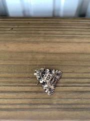 Allotria