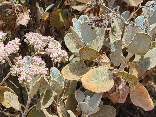 Eriogonum giganteum, photograph 6