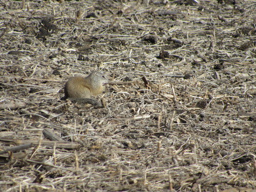 Franklin's Ground Squirrel (Poliocitellus franklinii), a species recorded in Nebraska