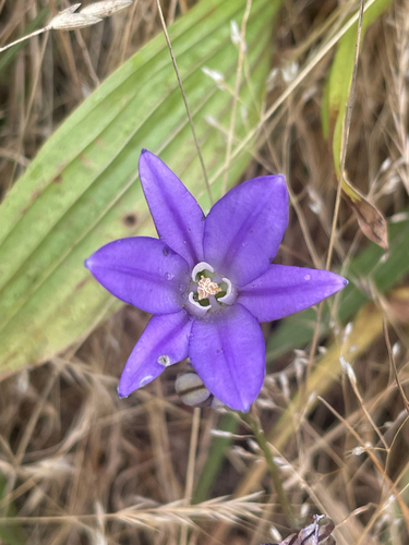 Brodiaea coronaria, photograph 2