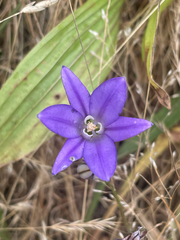 (c) Katie McCoy, some rights reserved (CC BY) Brodiaea coronaria, photograph (c) Katie McCoy, some rights reserved (CC BY)