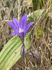 Brodiaea coronaria