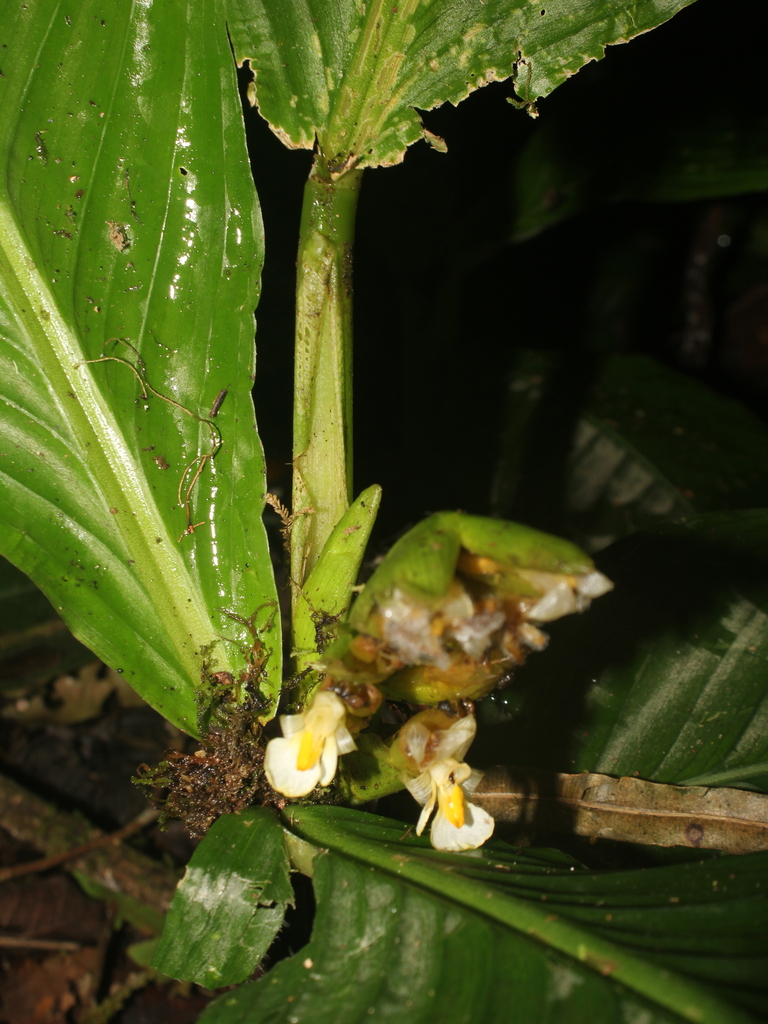 Hylaeanthe hoffmannii