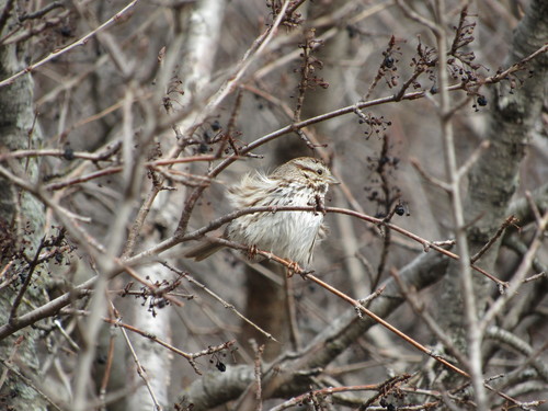 Song Sparrow photographed in South Dakota