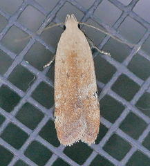 Anacampsis fullonella