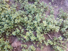 Polycarpon tetraphyllum tetraphyllum