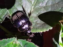 Dichotomius carolinus