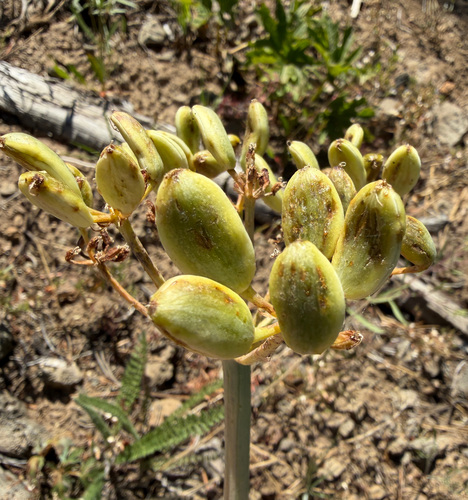 Lomatium columbianum