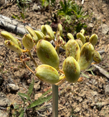 Lomatium columbianum