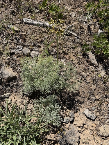 Lomatium columbianum, photograph 2