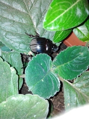 Dichotomius carolinus