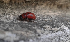 Gonioctena fornicata