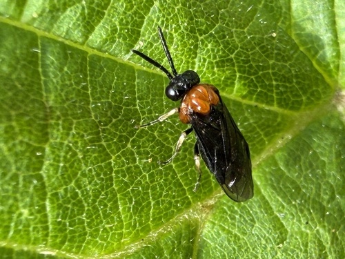 Saddleback Grass-cutter