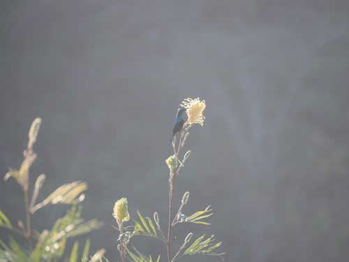 Malagasy Green Sunbird (Cinnyris notatus)