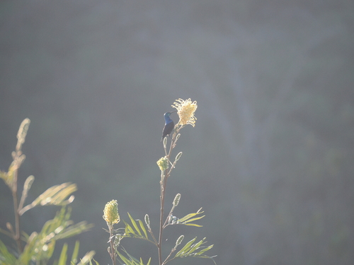 Malagasy Green Sunbird (Cinnyris notatus), photo 2