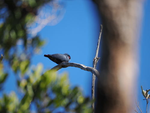 Madagascar Blue Pigeon (Alectroenas madagascariensis), photo 10