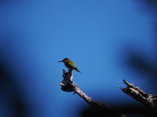 Olive Bee-eater (Merops superciliosus), photo 4
