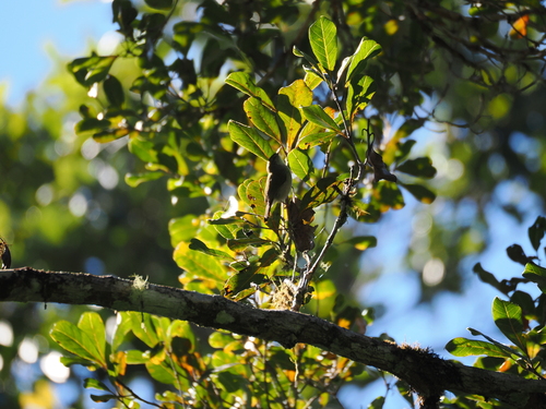 Rand's Warbler (Randia pseudozosterops), photo 10