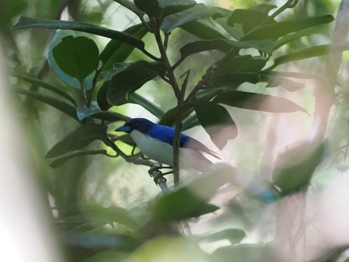 Madagascar Blue Vanga (Cyanolanius madagascarinus), photo 10
