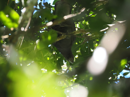 Lesser Vasa Parrot (Coracopsis nigra), photo 2