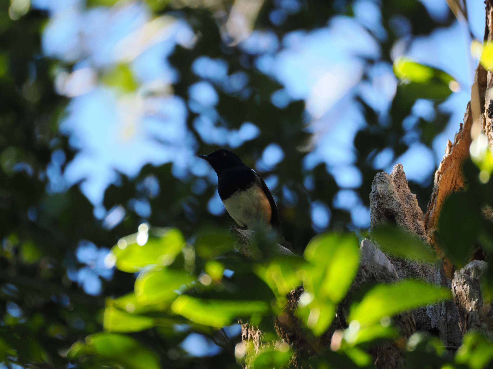 Madagascar Magpie-Robin (Copsychus albospecularis), photo 3