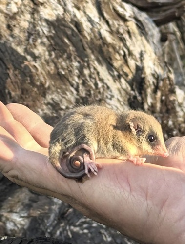 Cercartetus caudatus, 2026-07-03