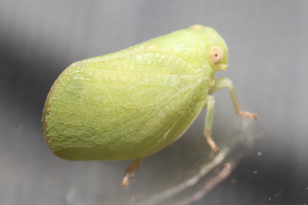 Acanalonia pumila