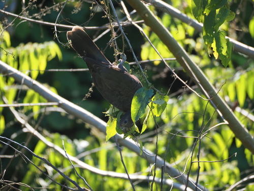 Lesser Vasa Parrot (Coracopsis nigra), photo 3