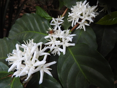Coffea arabica