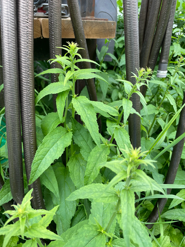 Creeping Bellflower