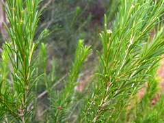 Melaleuca armillaris armillaris