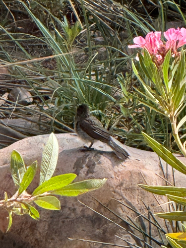 Common Bulbul