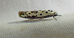 Ethmia bittenella