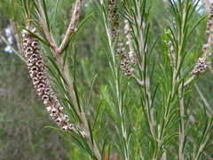Melaleuca armillaris armillaris