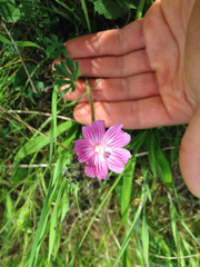 Sidalcea malviflora malviflora