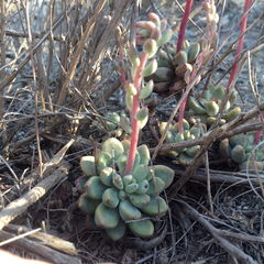 Echeveria amoena