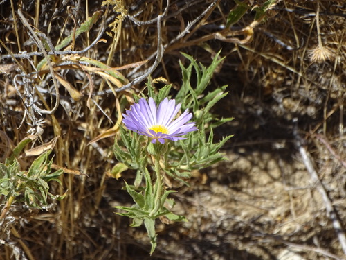 Xylorhiza tortifolia observed 2026-06-23