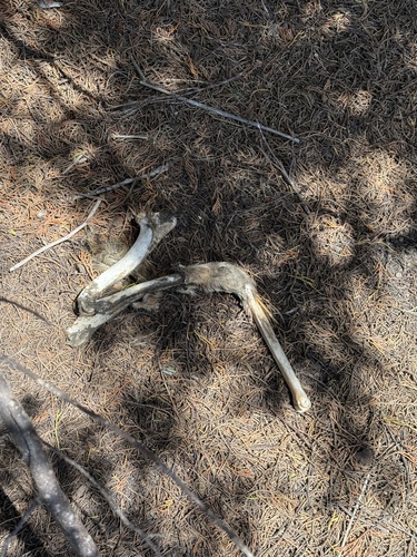 iNaturalist observation photo of Mule Deer
