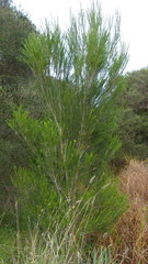Melaleuca armillaris armillaris