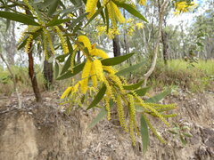 Acacia leptostachya, photograph (c) Steve Fitzgerald, some rights reserved (CC BY-SA)