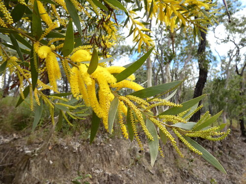 Acacia leptostachya, photograph 3