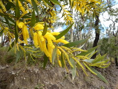 Acacia leptostachya, photograph (c) Steve Fitzgerald, some rights reserved (CC BY-SA)