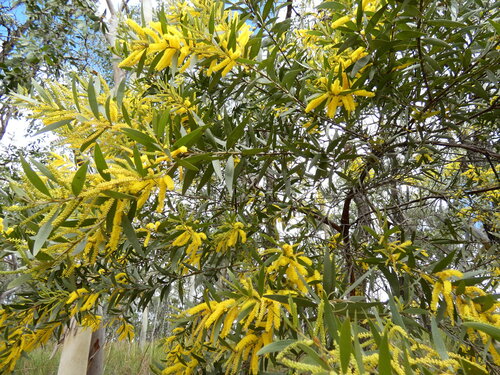 Acacia leptostachya, photograph 5